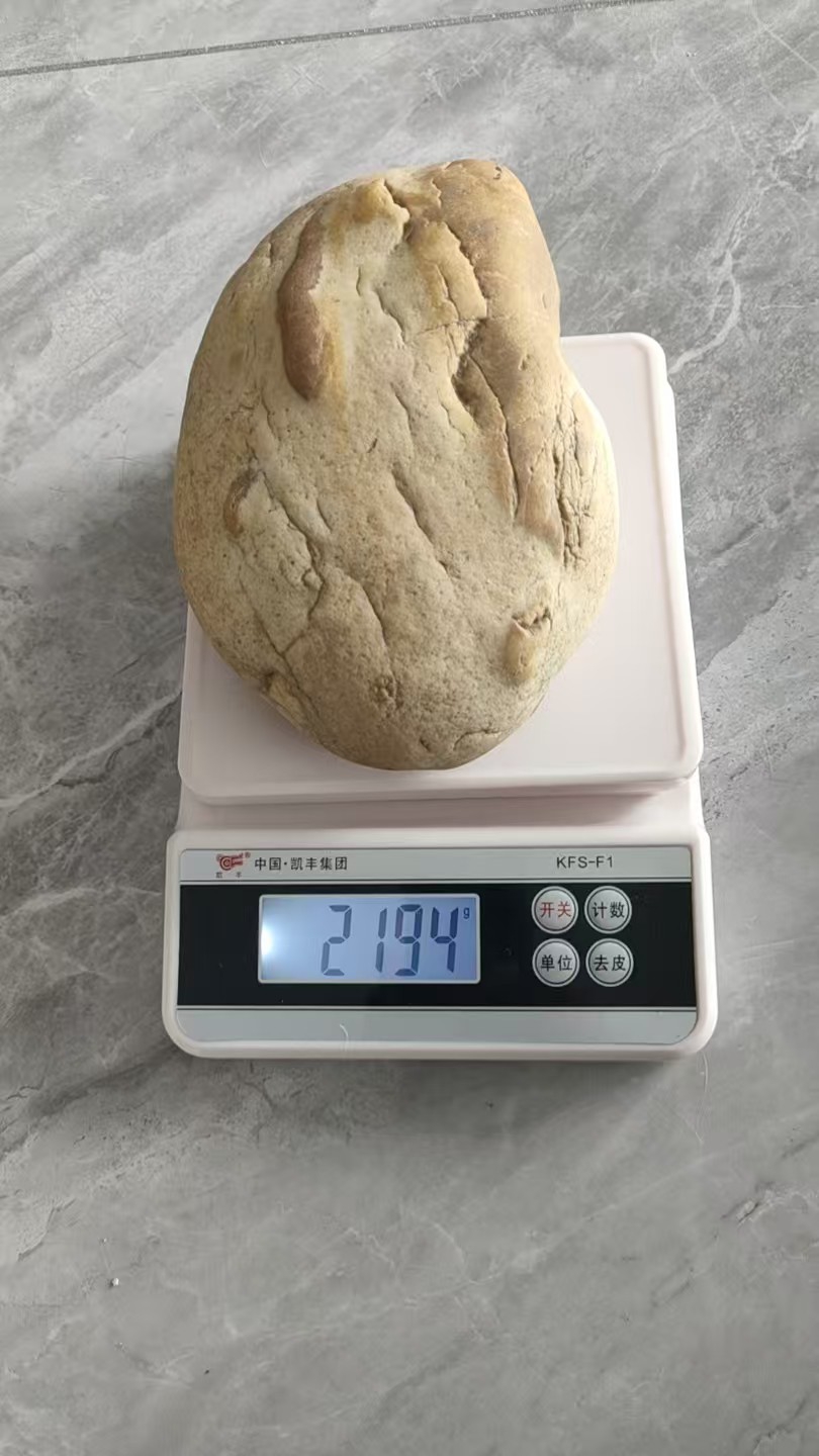 【V】蛋形化石-资源网